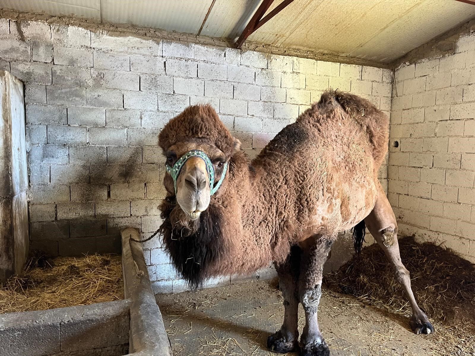 Deve Güreşleri Iptal Edildi (3)