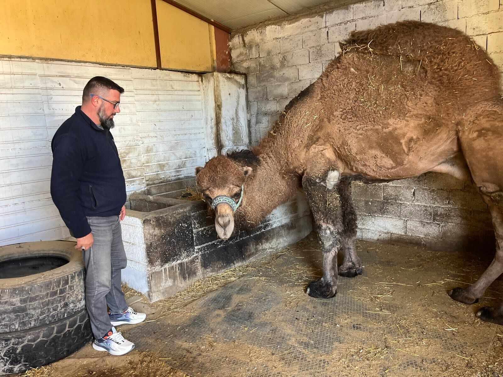 Deve Güreşleri Iptal Edildi (5)