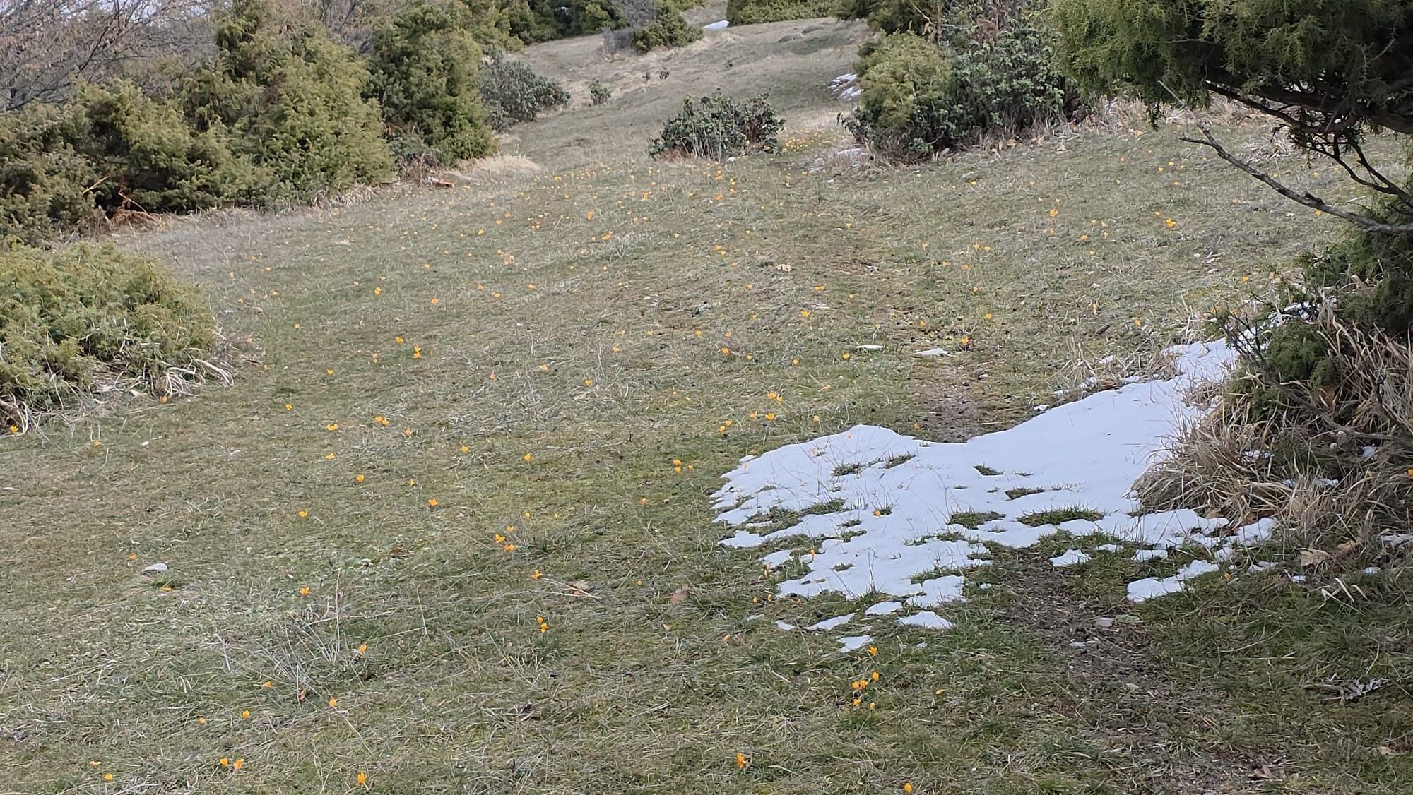 Ege’de Ilginç Görüntü.. Kar Ve Çiçek Açan Çiğdemler Yan Yana (4)