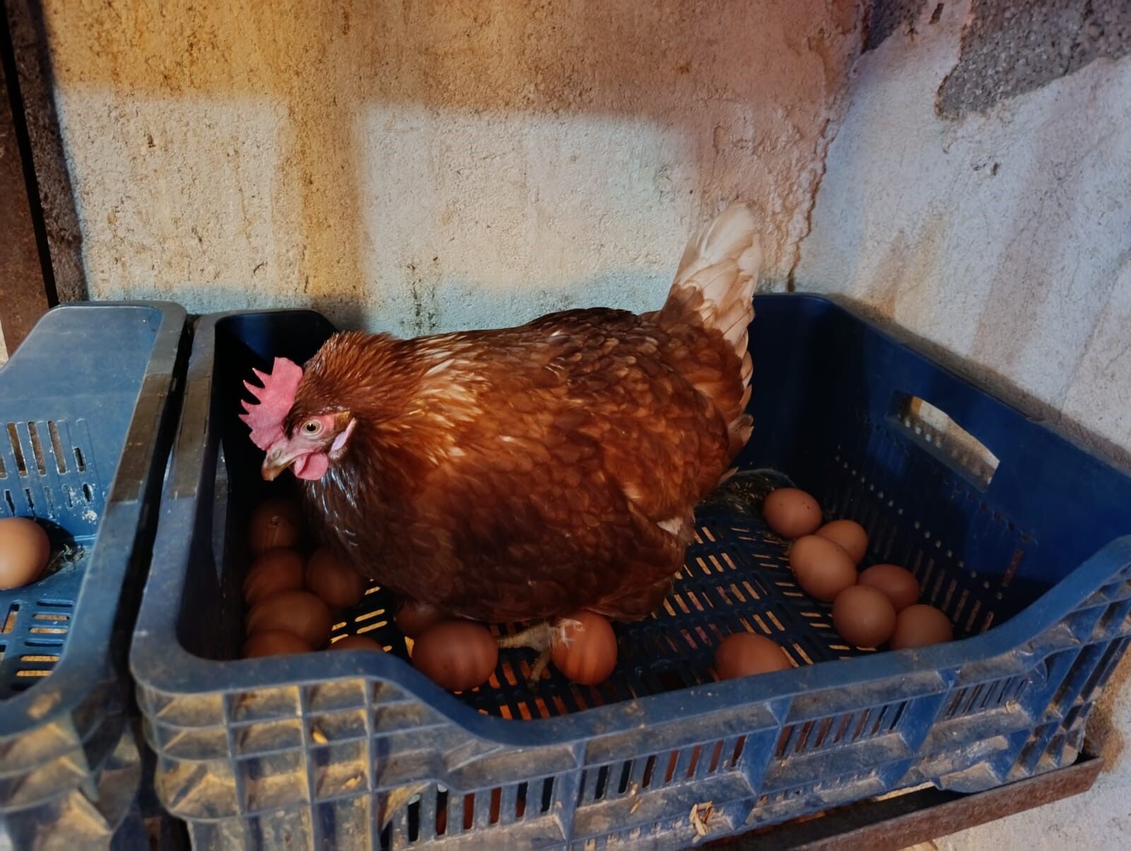 Ev Kiraları Yükselince Köye Dönüp Tavuk Çiftliği Kurdu (5)