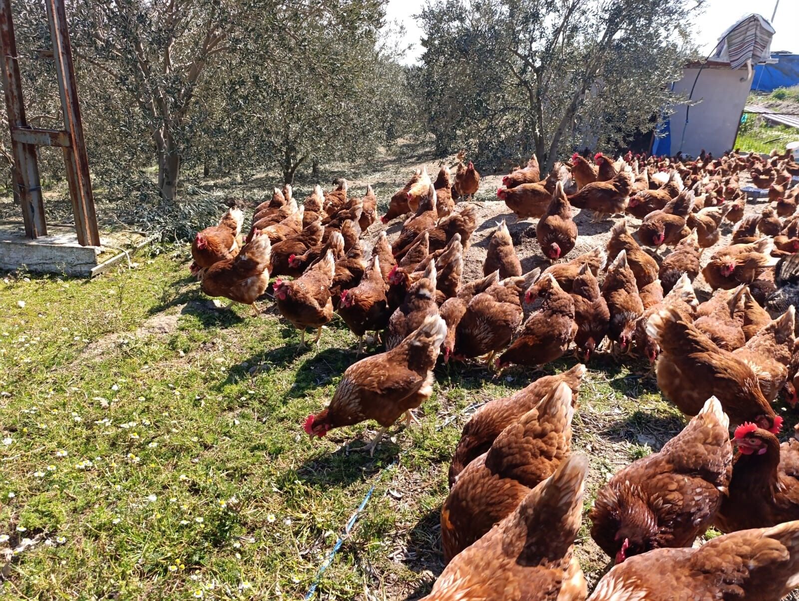 Ev Kiraları Yükselince Köye Dönüp Tavuk Çiftliği Kurdu (6)
