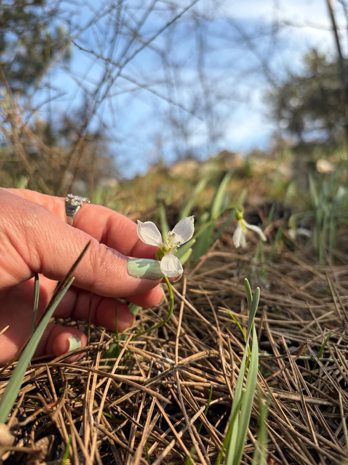 Kardelenler Ikinci Kez Açtı (3)