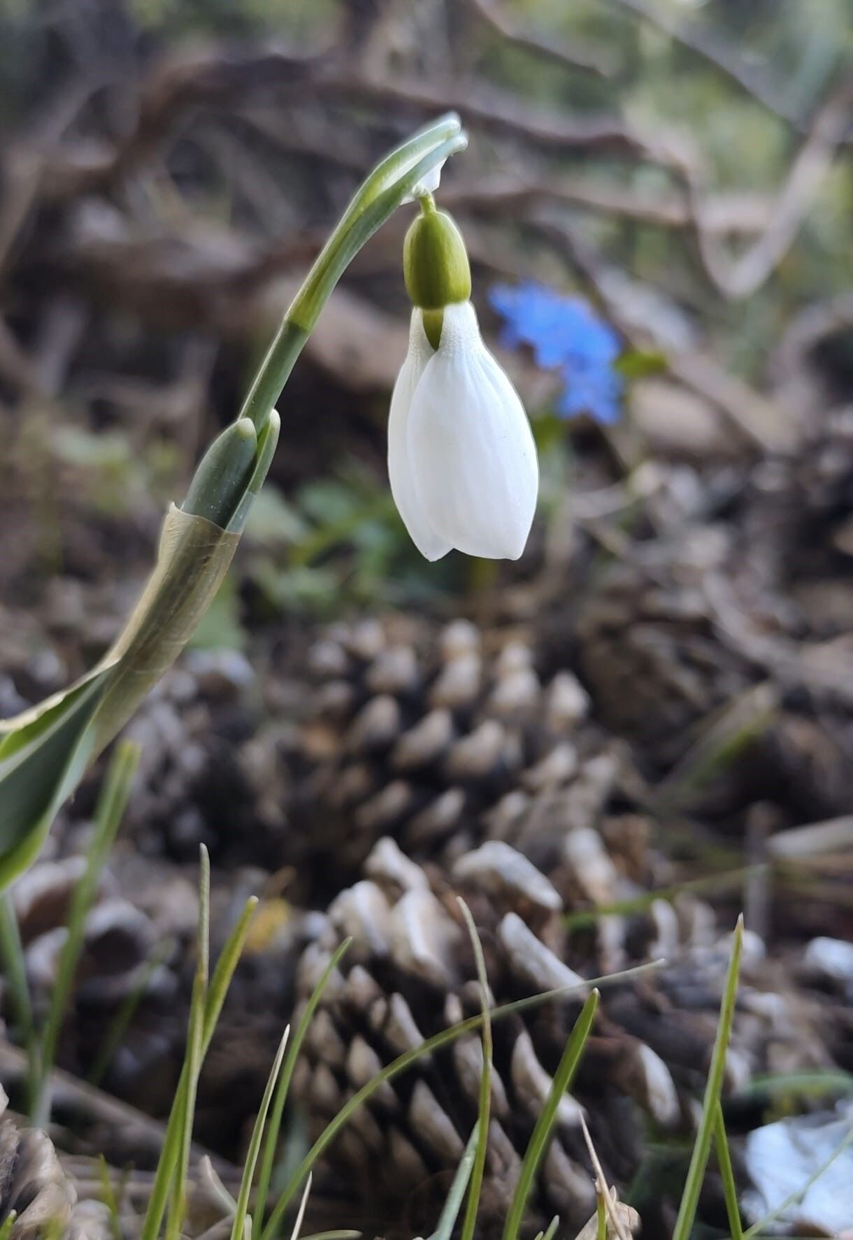 Kardelenler Ikinci Kez Açtı (4)