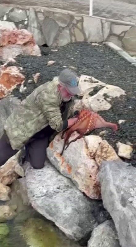 Kayalıktaki Dev Ahtapotu Elleriyle Avladı (2)