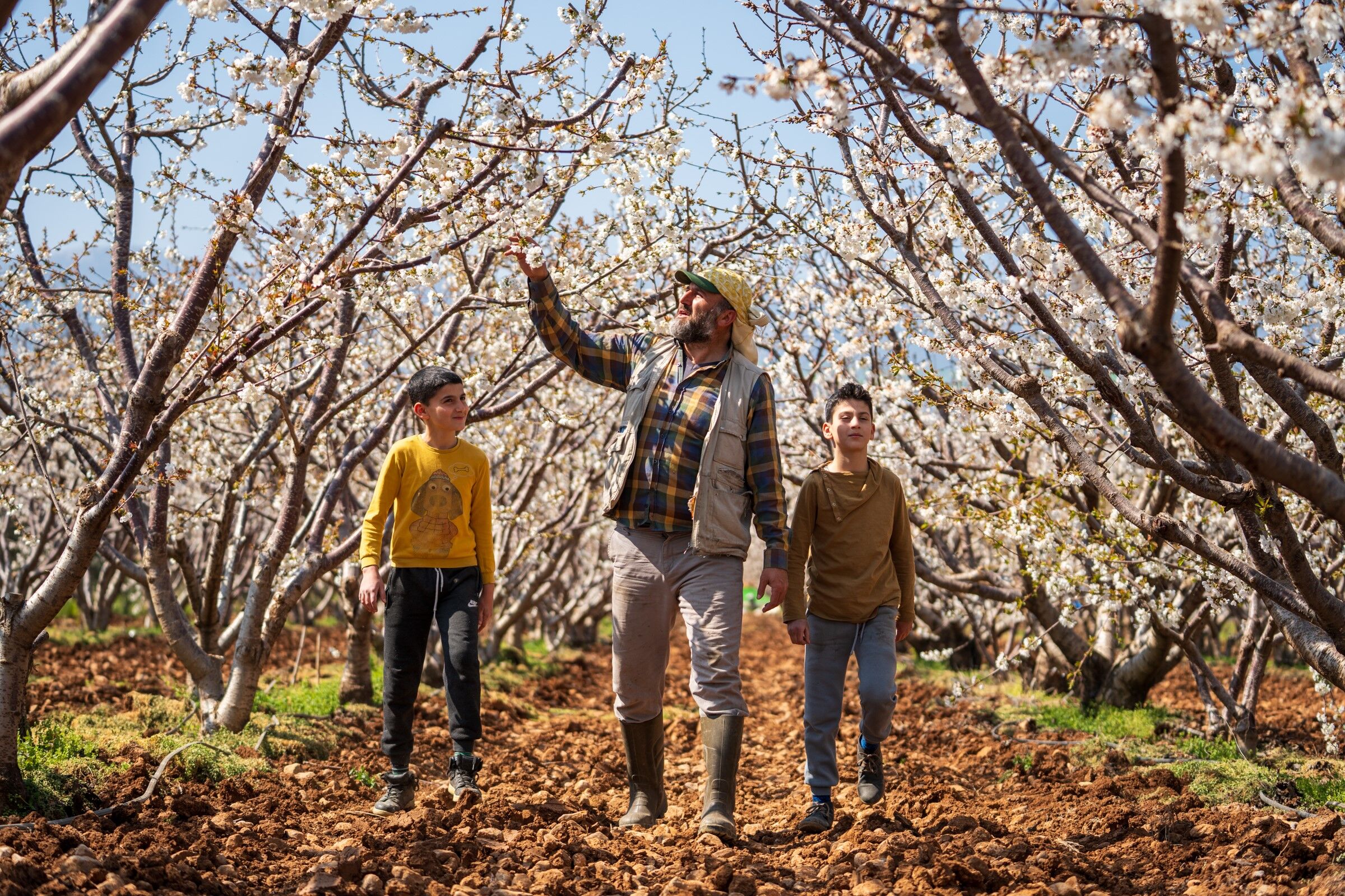 Kiraz Ağaçları Çiçek Açtı (5)