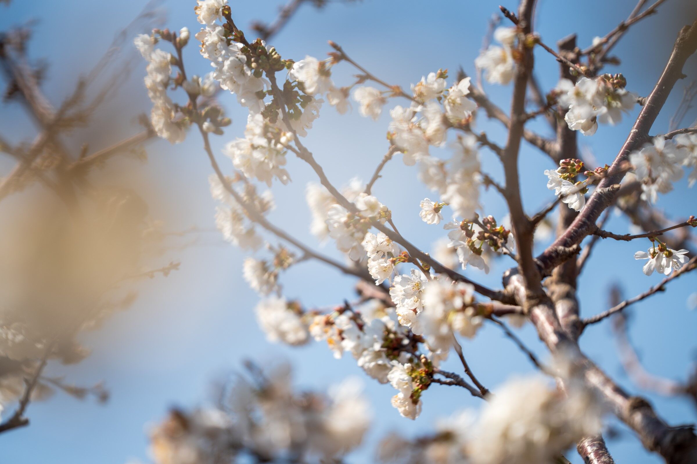 Kiraz Ağaçları Çiçek Açtı (6)