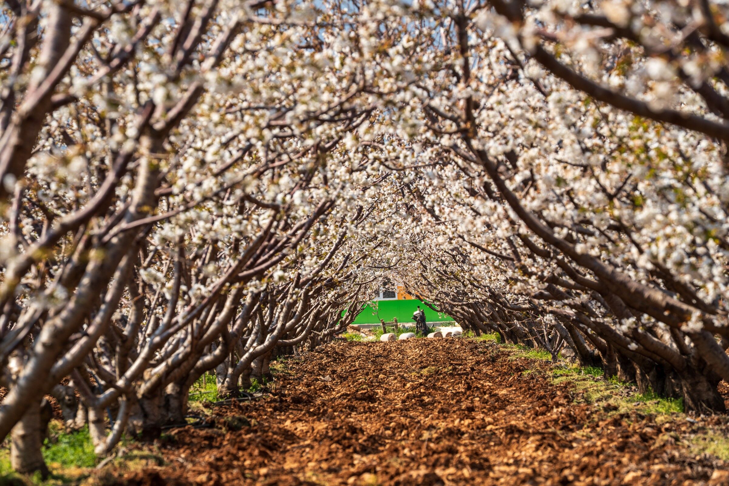 Kiraz Ağaçları Çiçek Açtı (7)