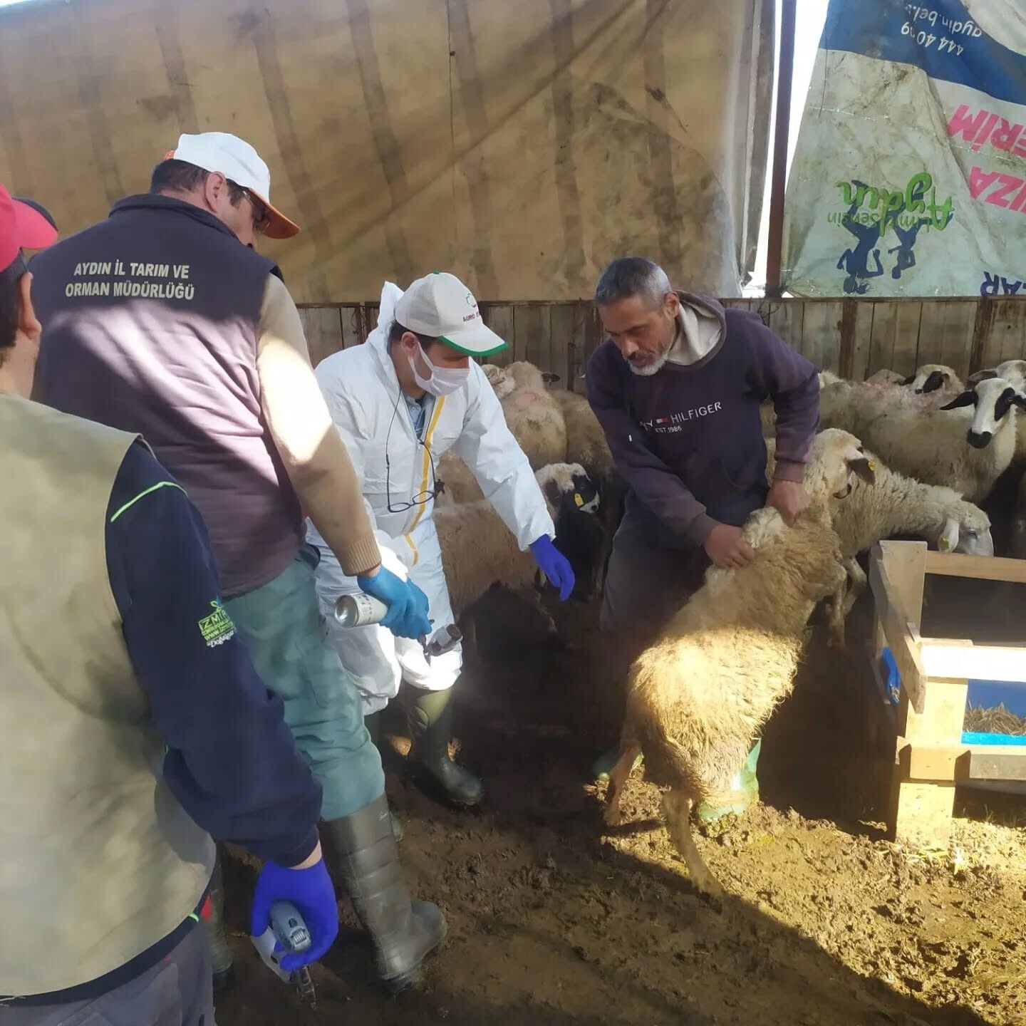 Koçarlı’da Veba Ve Çiçek Hastalığı Için Ekipler Harekete Geçti (2)