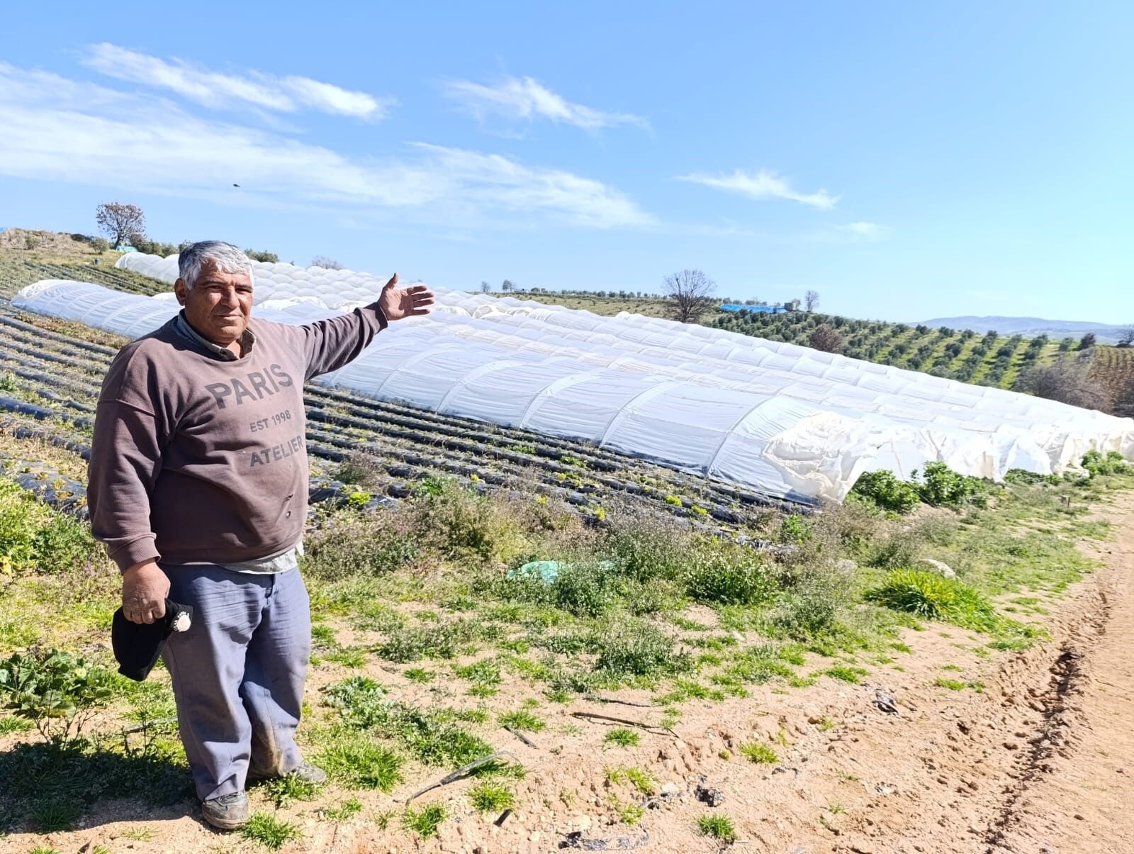 Köprübaşı Çileği Altın Sezonunu Yaşıyor (3)