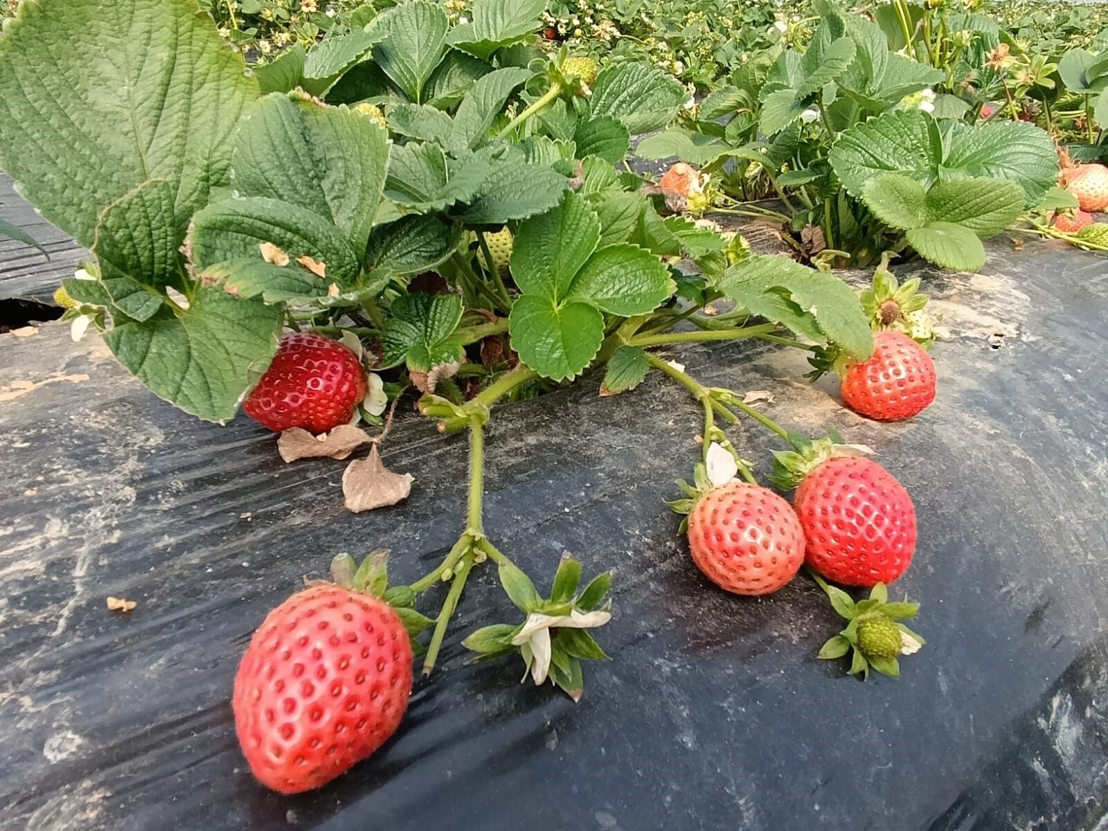 Köprübaşı Çileği Altın Sezonunu Yaşıyor (4)
