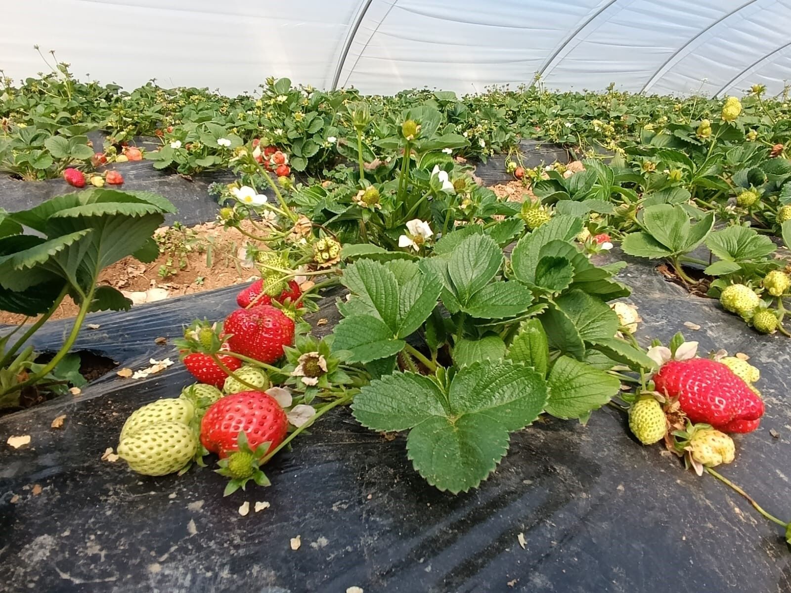 Köprübaşı Çileği Altın Sezonunu Yaşıyor (5)