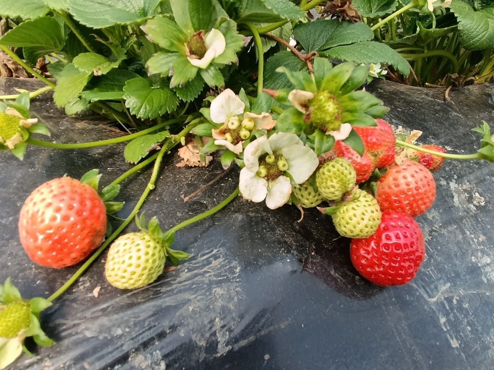 Köprübaşı Çileği Altın Sezonunu Yaşıyor (6)