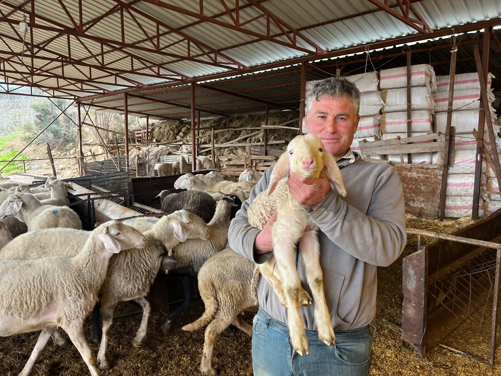 Kurbanlıklar Görücüye Çıkmaya Başladı (4)