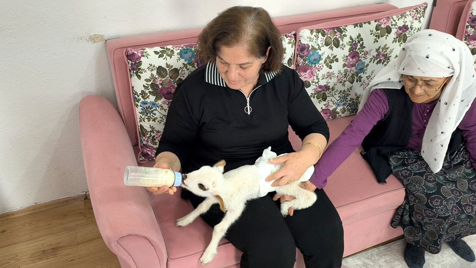 Öksüz Kuzuya Sahip Çıktılar, Biberonla Besliyorlar (2)