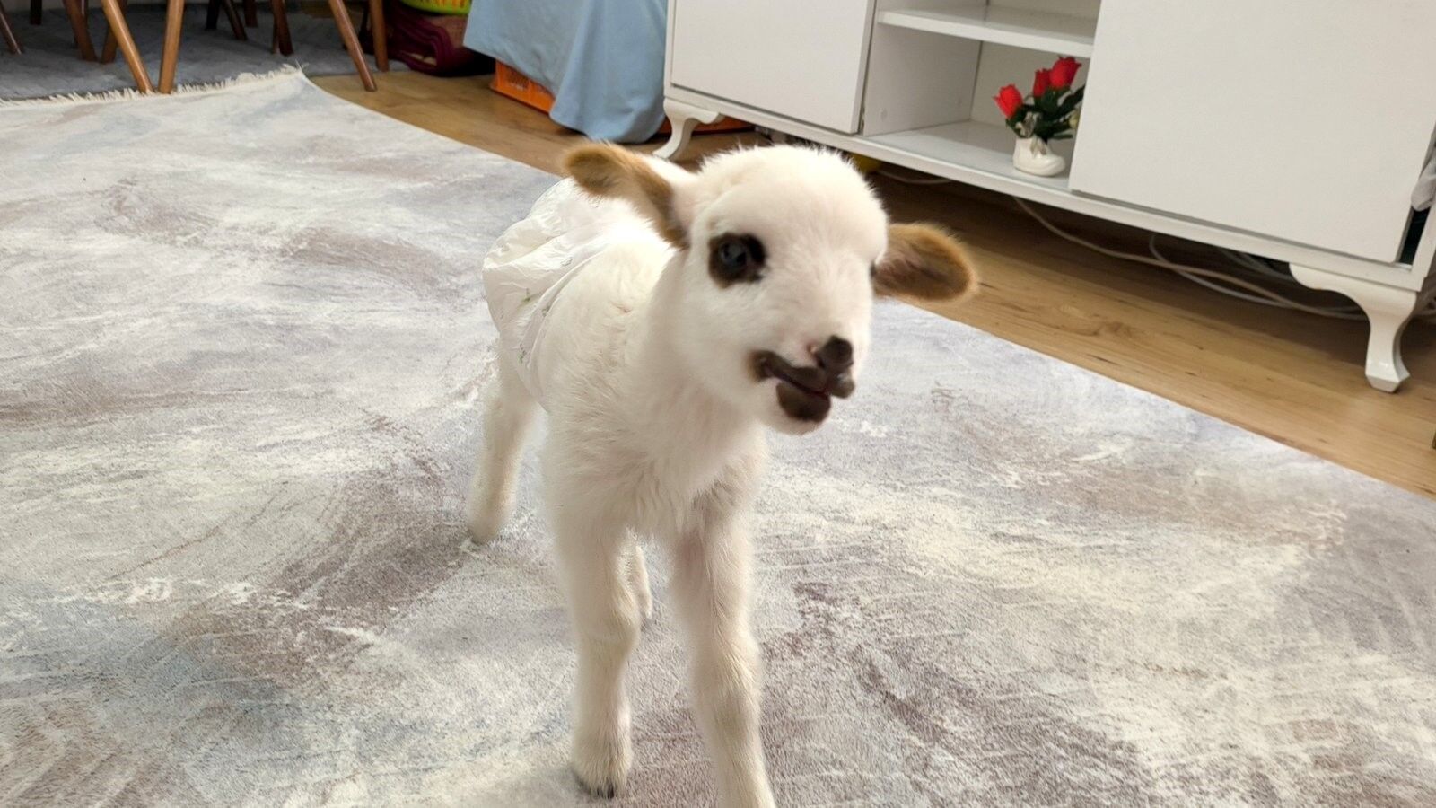 Öksüz Kuzuya Sahip Çıktılar, Biberonla Besliyorlar (3)