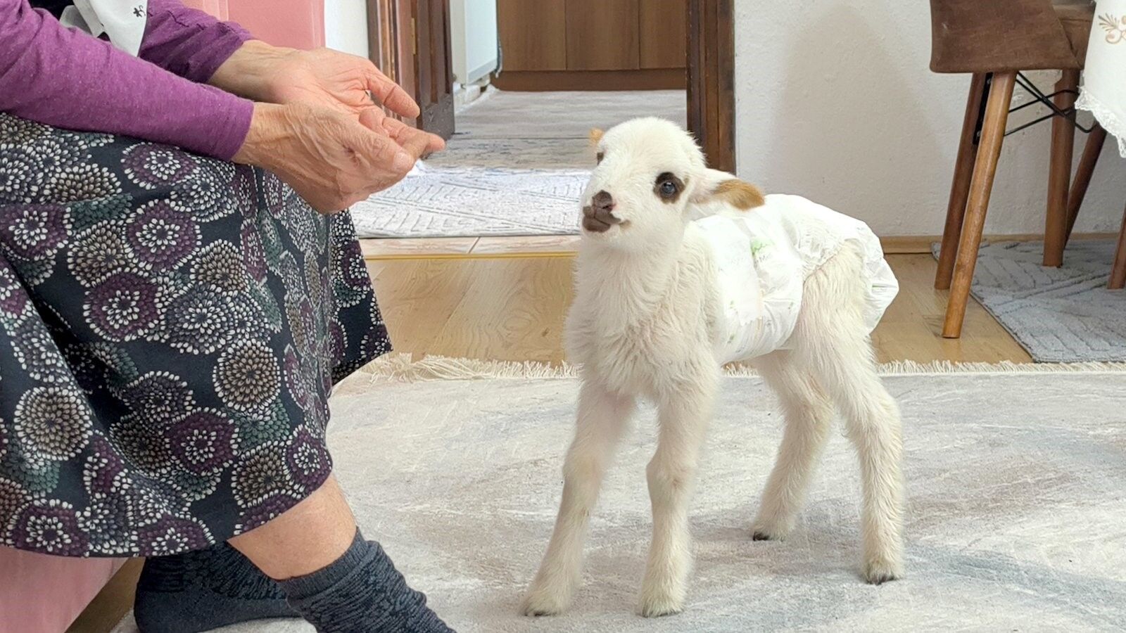 Öksüz Kuzuya Sahip Çıktılar, Biberonla Besliyorlar (4)