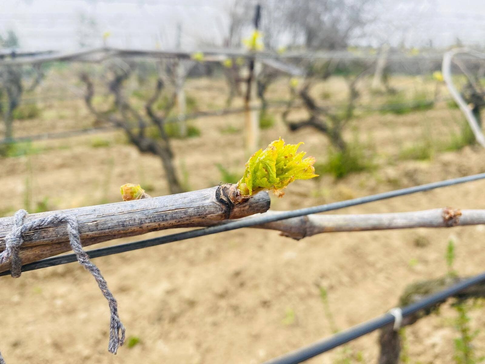 Ölükol Hastalığı Riski Arttı (1)