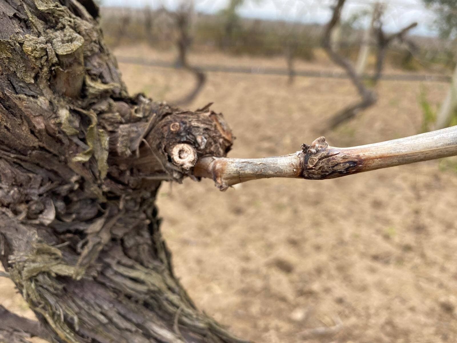 Ölükol Hastalığı Riski Arttı (2)