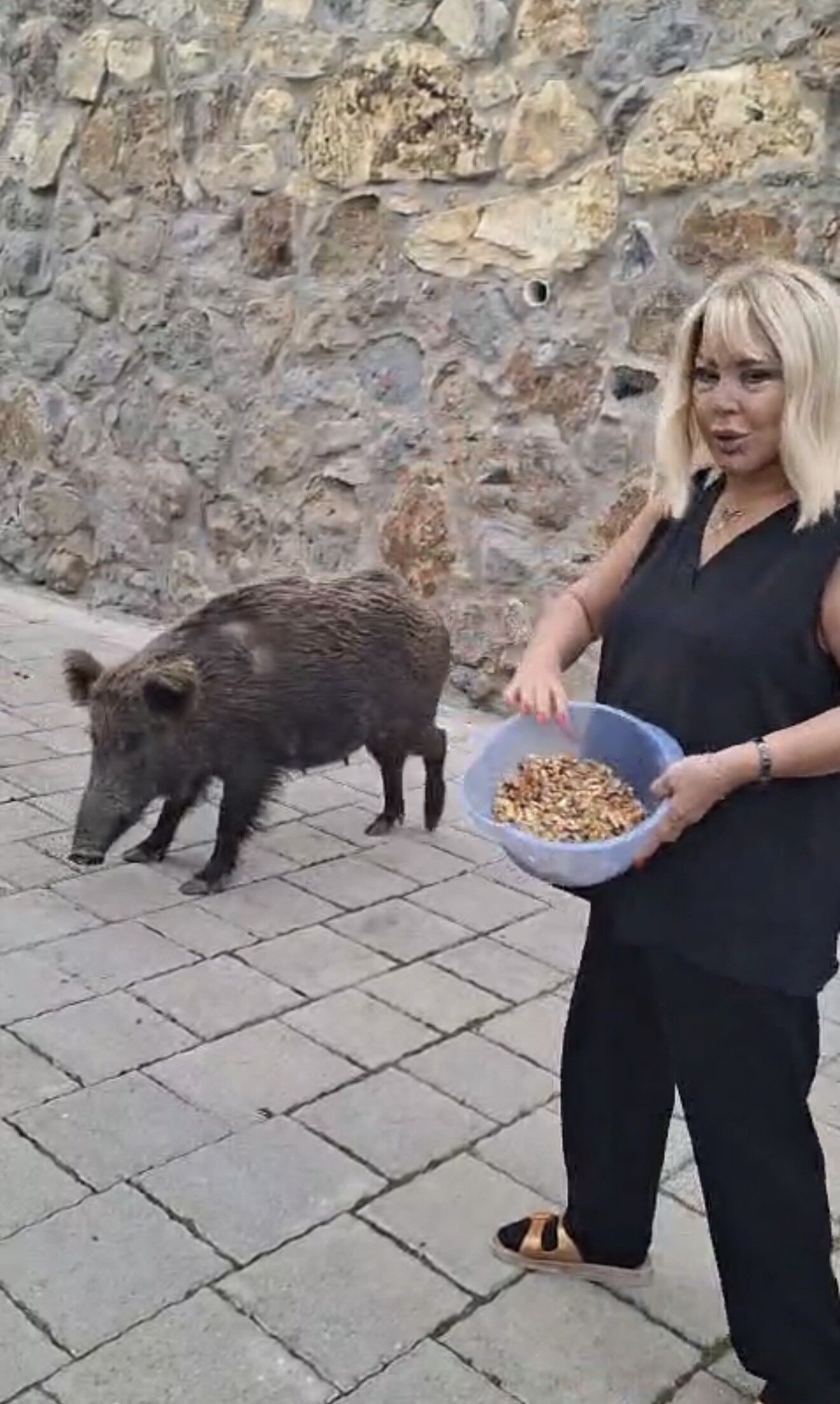 Safiye Soyman Kapısına Gelen Domuzu Elleriyle Besledi (1)