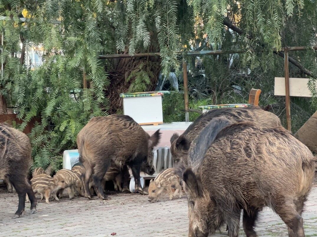 Şehir Merkezini Domuzlar Bastı (3)