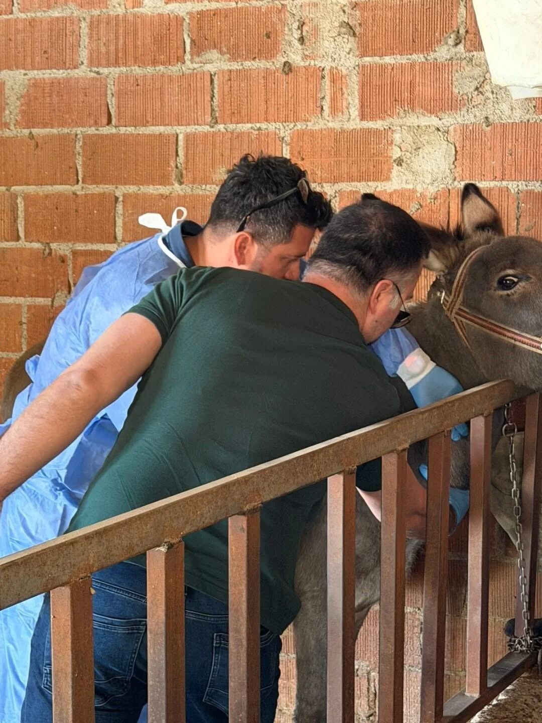 Son Dakika.. Aydın’da At Ve Eşeklerden Numune Alınıyor (1)