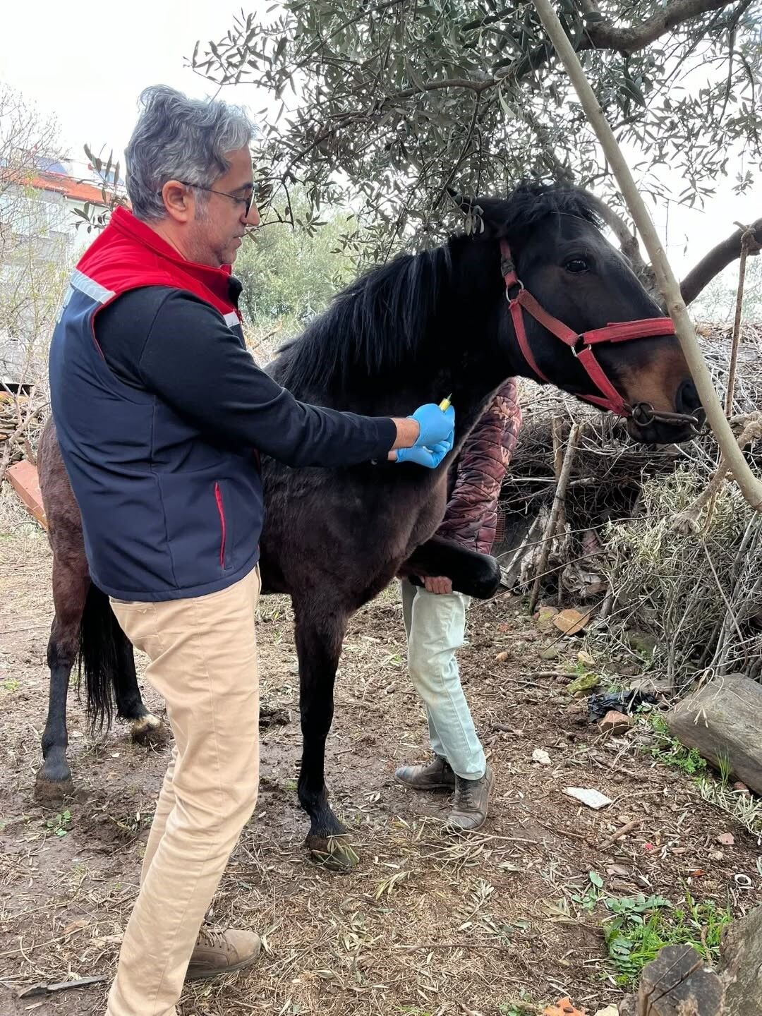 Son Dakika.. Aydın’da At Ve Eşeklerden Numune Alınıyor (3)