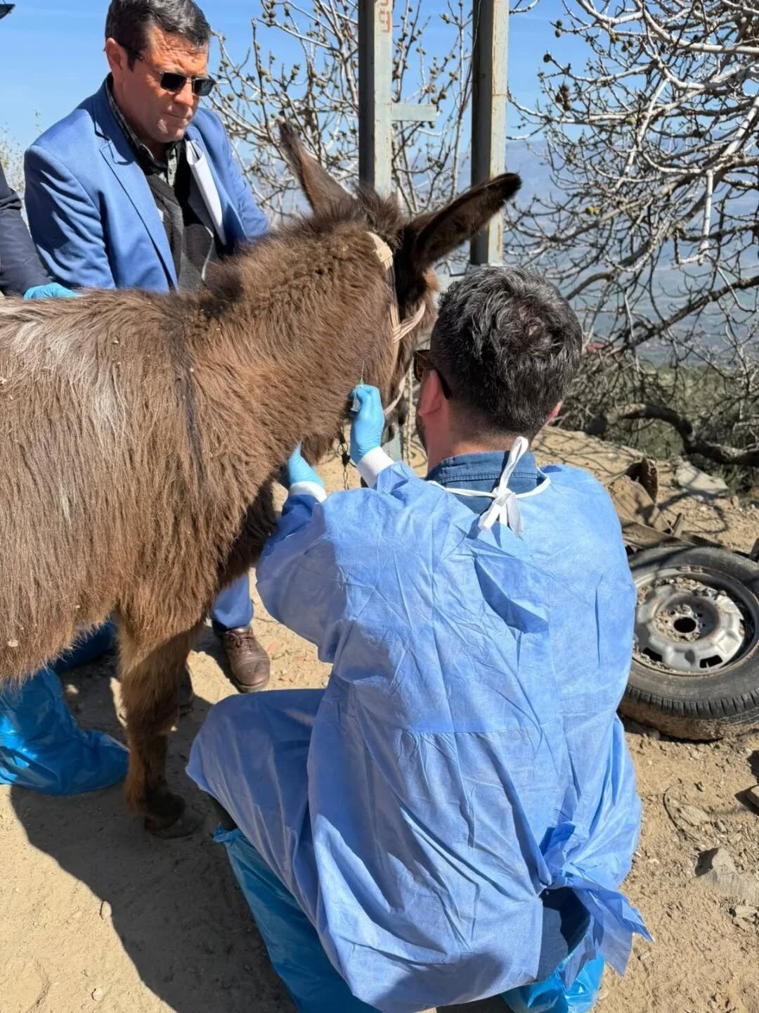 Son Dakika.. Aydın’da At Ve Eşeklerden Numune Alınıyor (4)