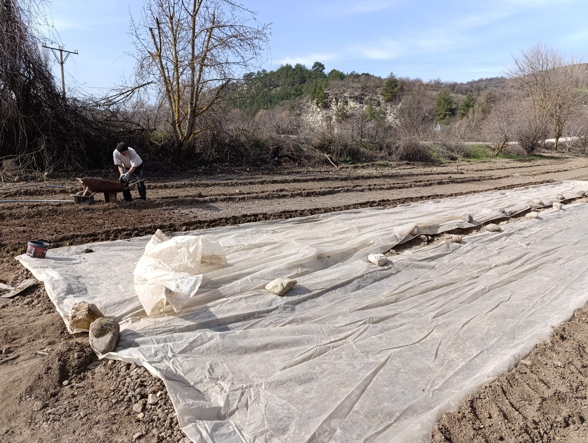 Tütün Üreticisinin Zorlu Mesaisi Başladı (3)
