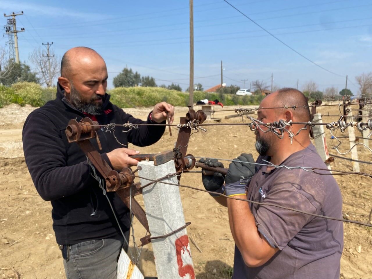 Yağışa Teslim Olan Bağlar Ayağa Kalktı (1)