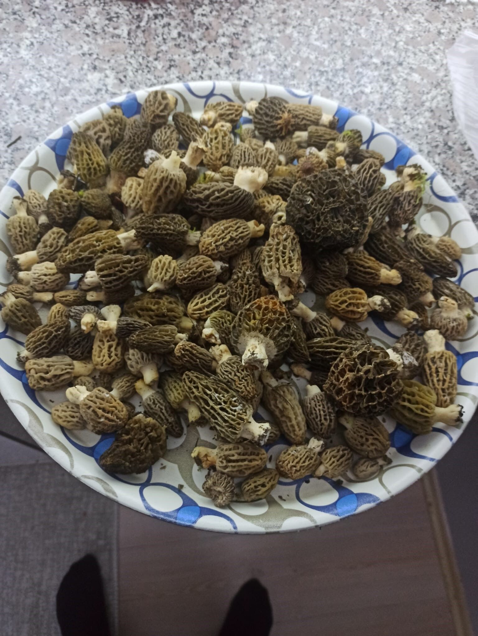 Yağmur Yağdı, Kuzugöbeği Bollaştı (1)