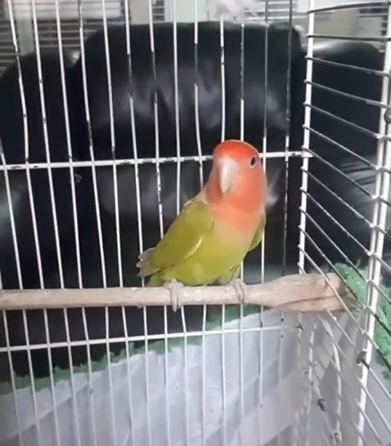 164 Hayvana El Konuldu (2)