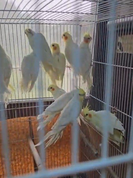 164 Hayvana El Konuldu (3)