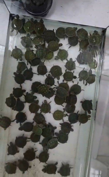 164 Hayvana El Konuldu (4)