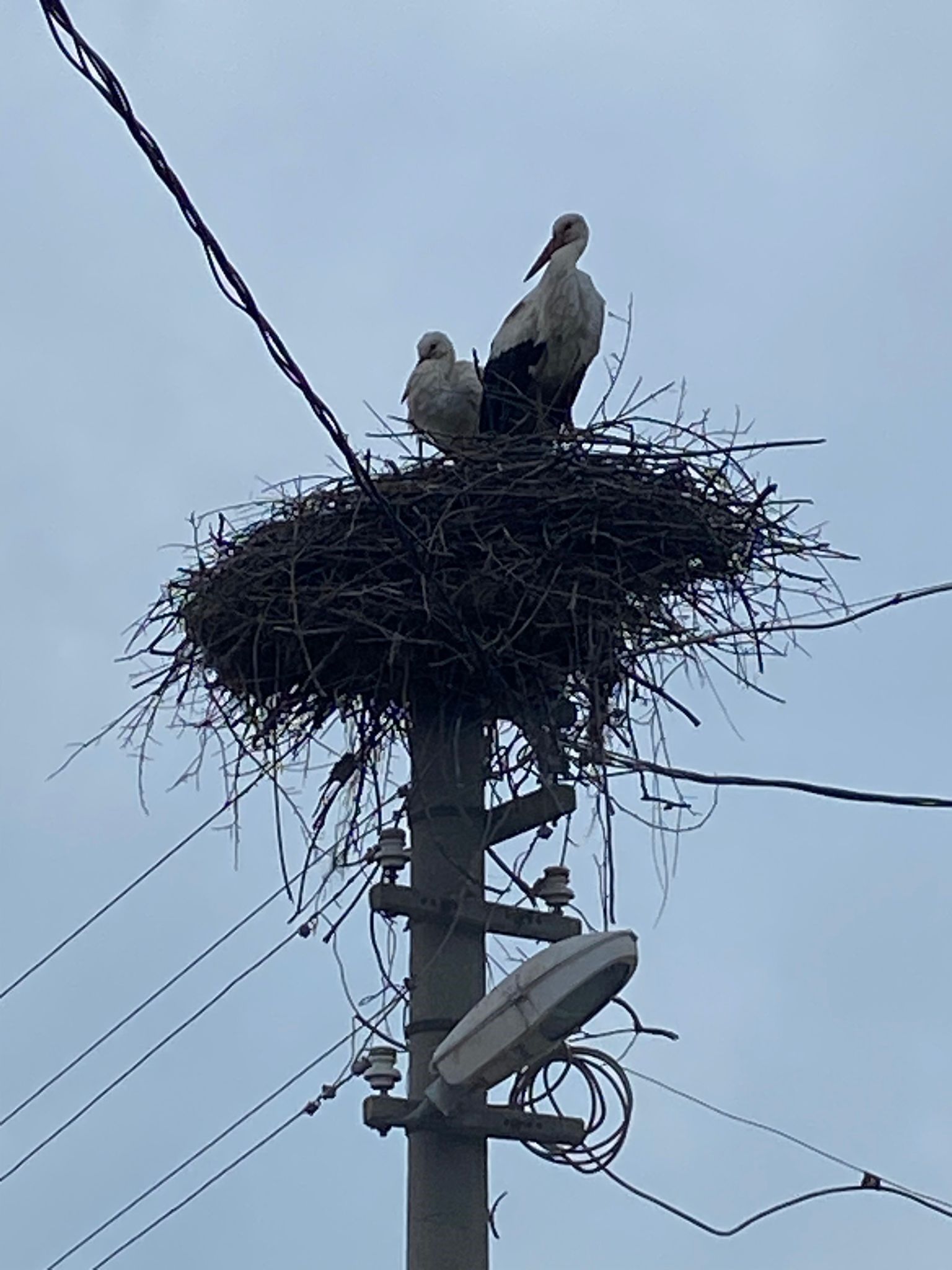 2 Aşık Leylek Geleneği Bozmadı (1)