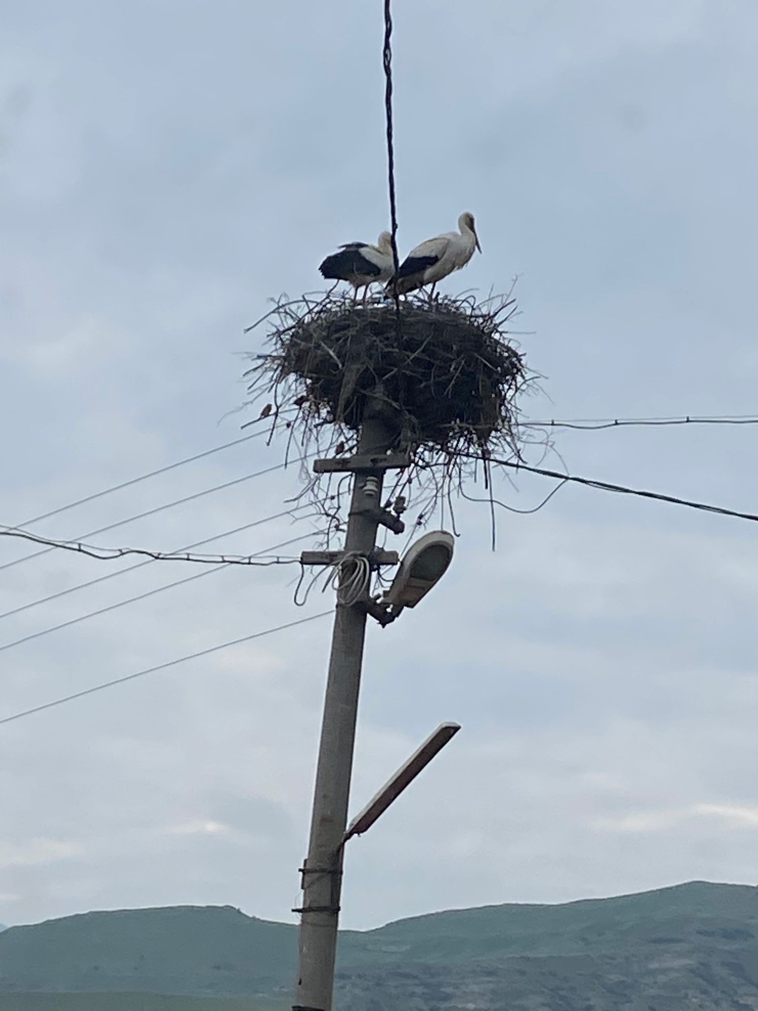 2 Aşık Leylek Geleneği Bozmadı (2)