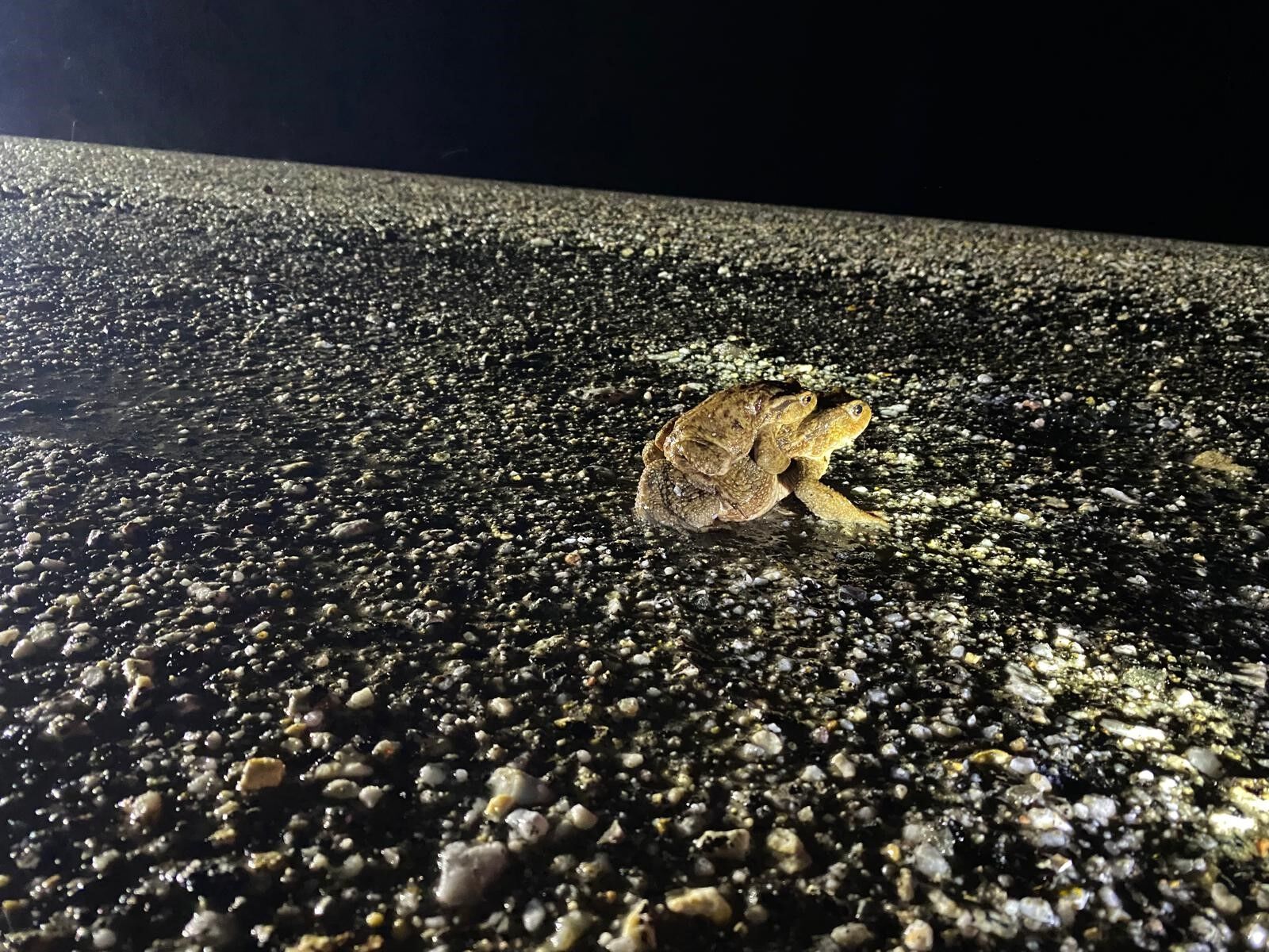 5 Bin Yıllık Göç Yeniden Başladı (4)