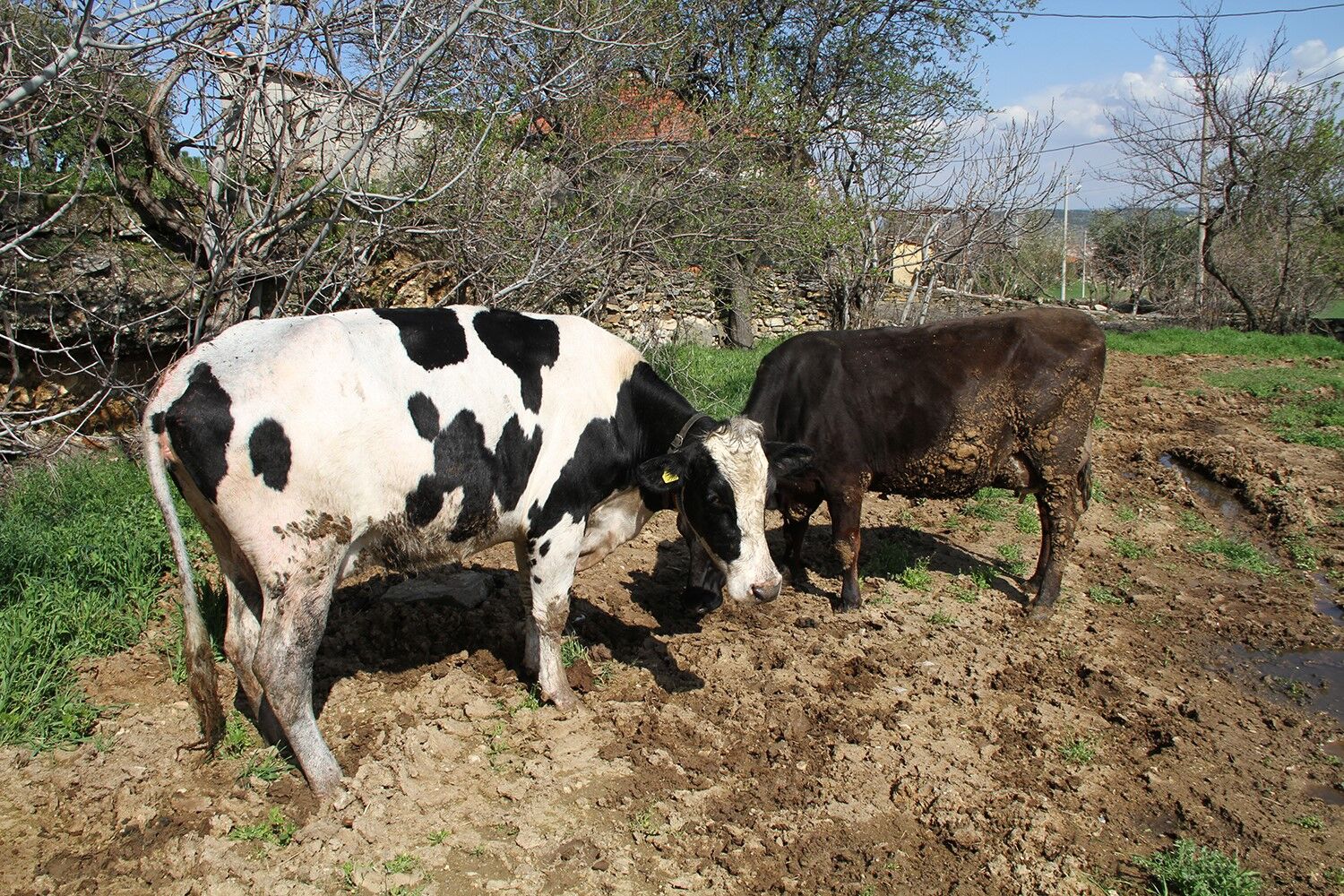 7 Aylık Gebe Inek Kuyuya Düştü (2)