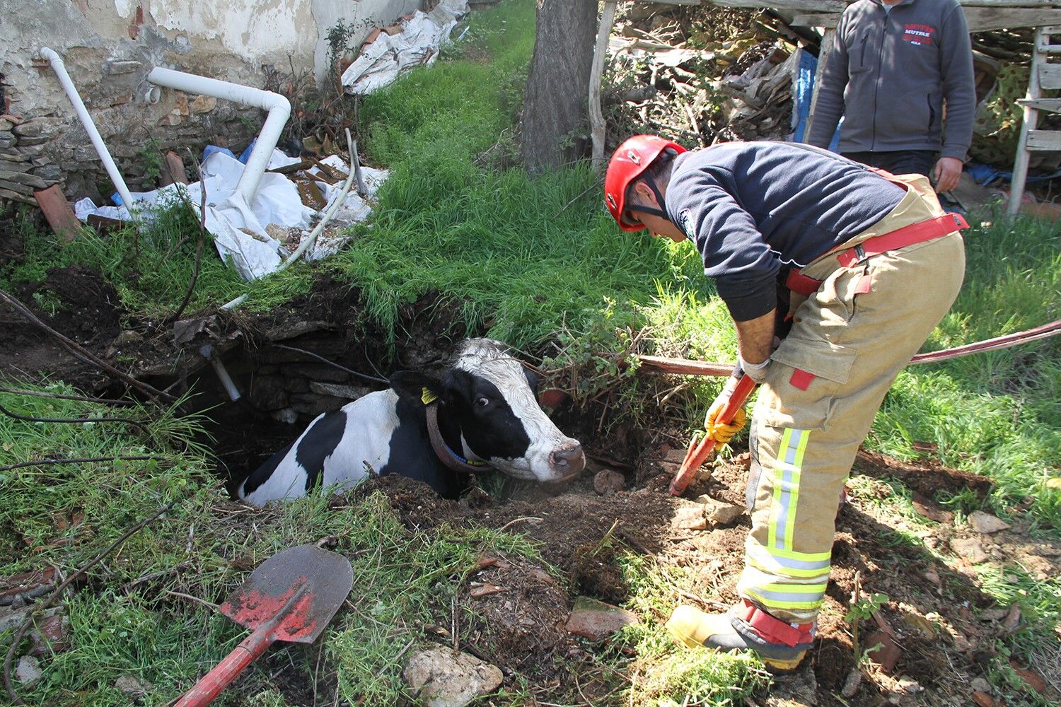 7 Aylık Gebe Inek Kuyuya Düştü (4)