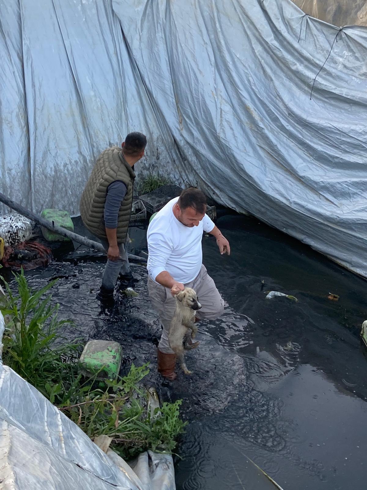 Aydın Sultanhisar’da Sulama Havuzuna Düşen Köpekleri Belediye Kurtardı (2)