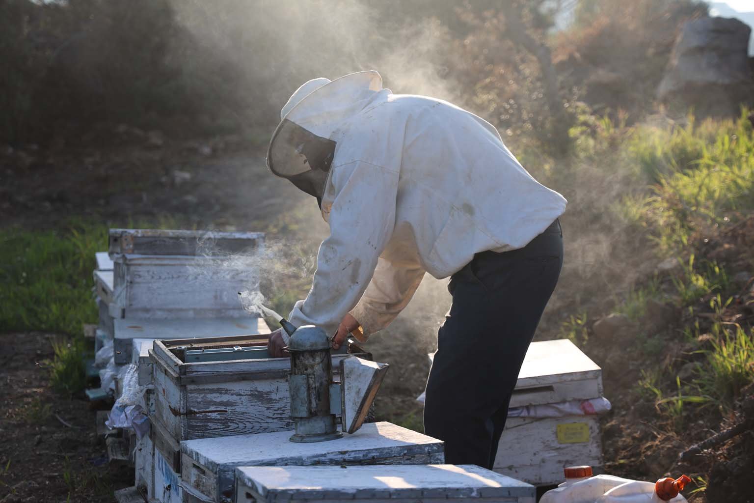 Aydın'da Arı Kolonileri Gençleşiyor (1)
