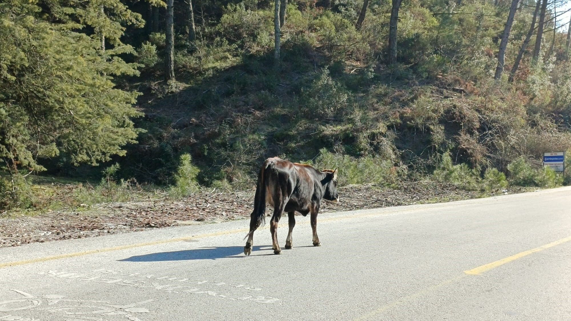 Aydın’da Büyükbaş Hayvanlar Gezerek Besleniyor (1)