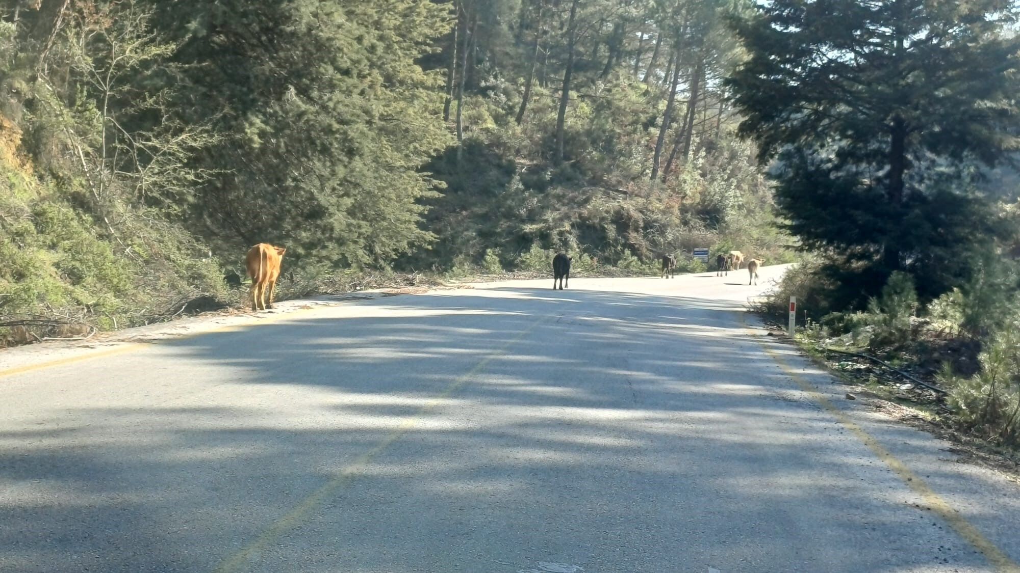 Aydın’da Büyükbaş Hayvanlar Gezerek Besleniyor (3)