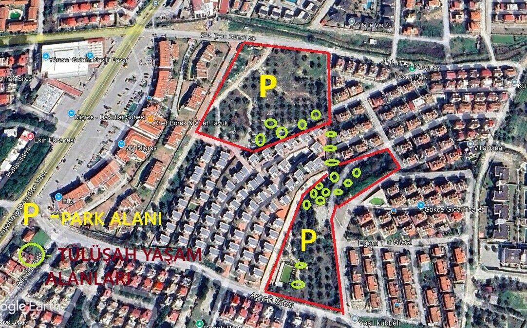 Aydın’da Endemik Tülüşah Için Inceleme (4)