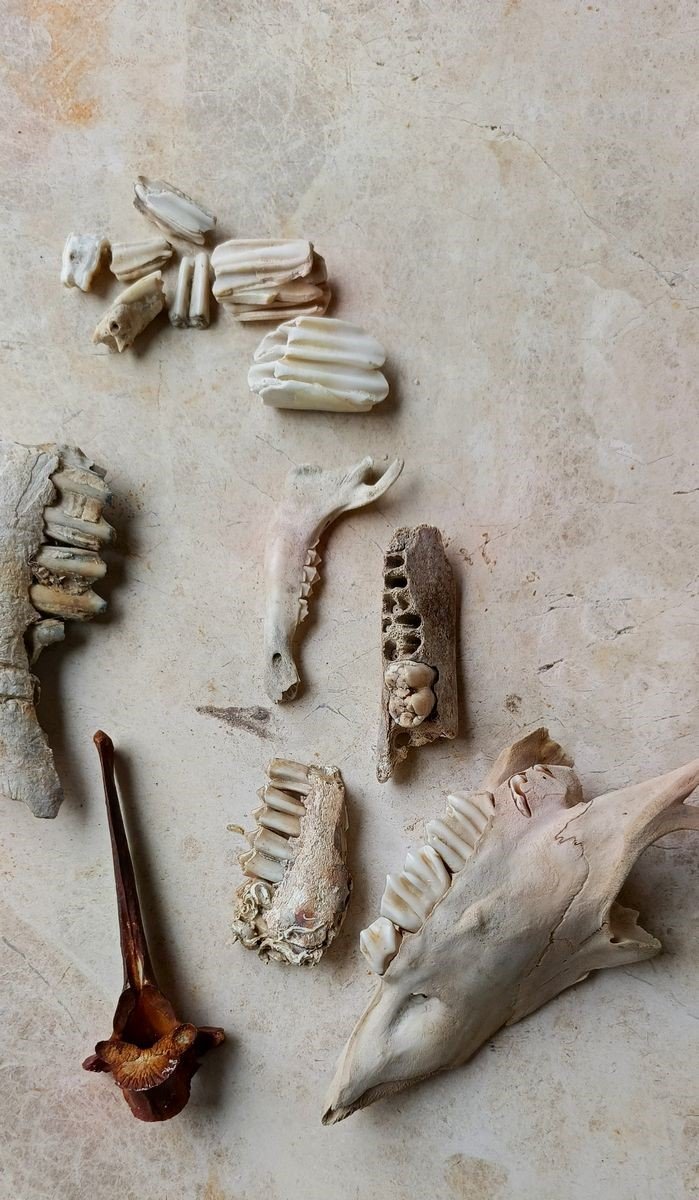 Aydın’da Fırtına Sonrası Kemikler Ortaya Çıktı, Inceleme Başladı (7)