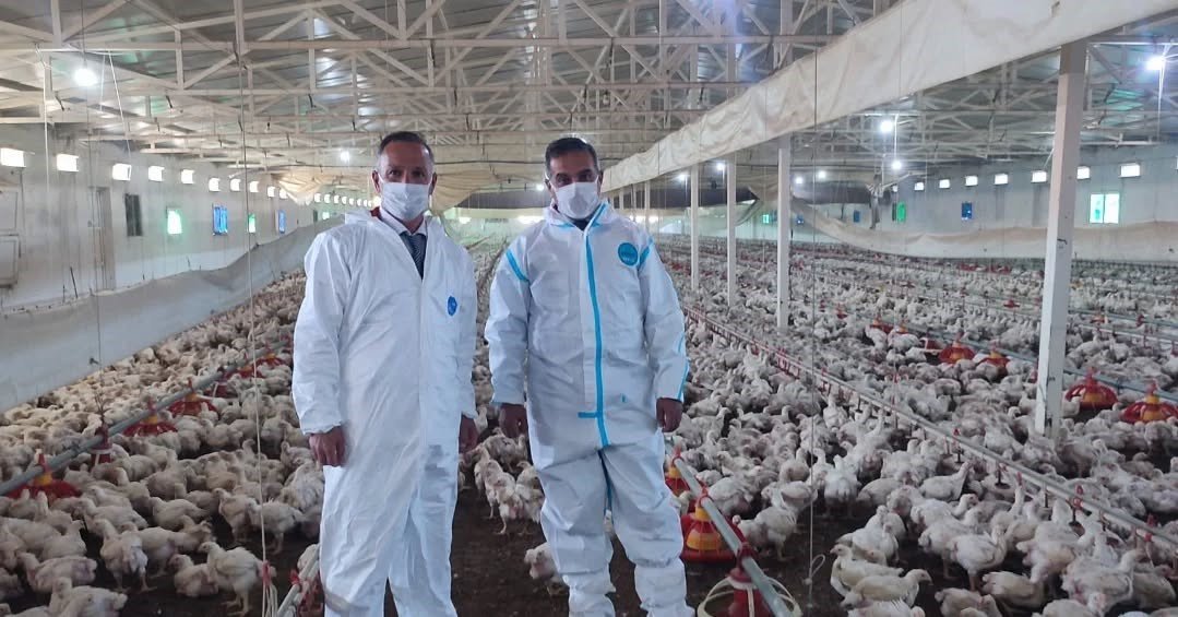 Aydın'da Kanatlı Üretimi 71 Işletmede Sürüyor (3)