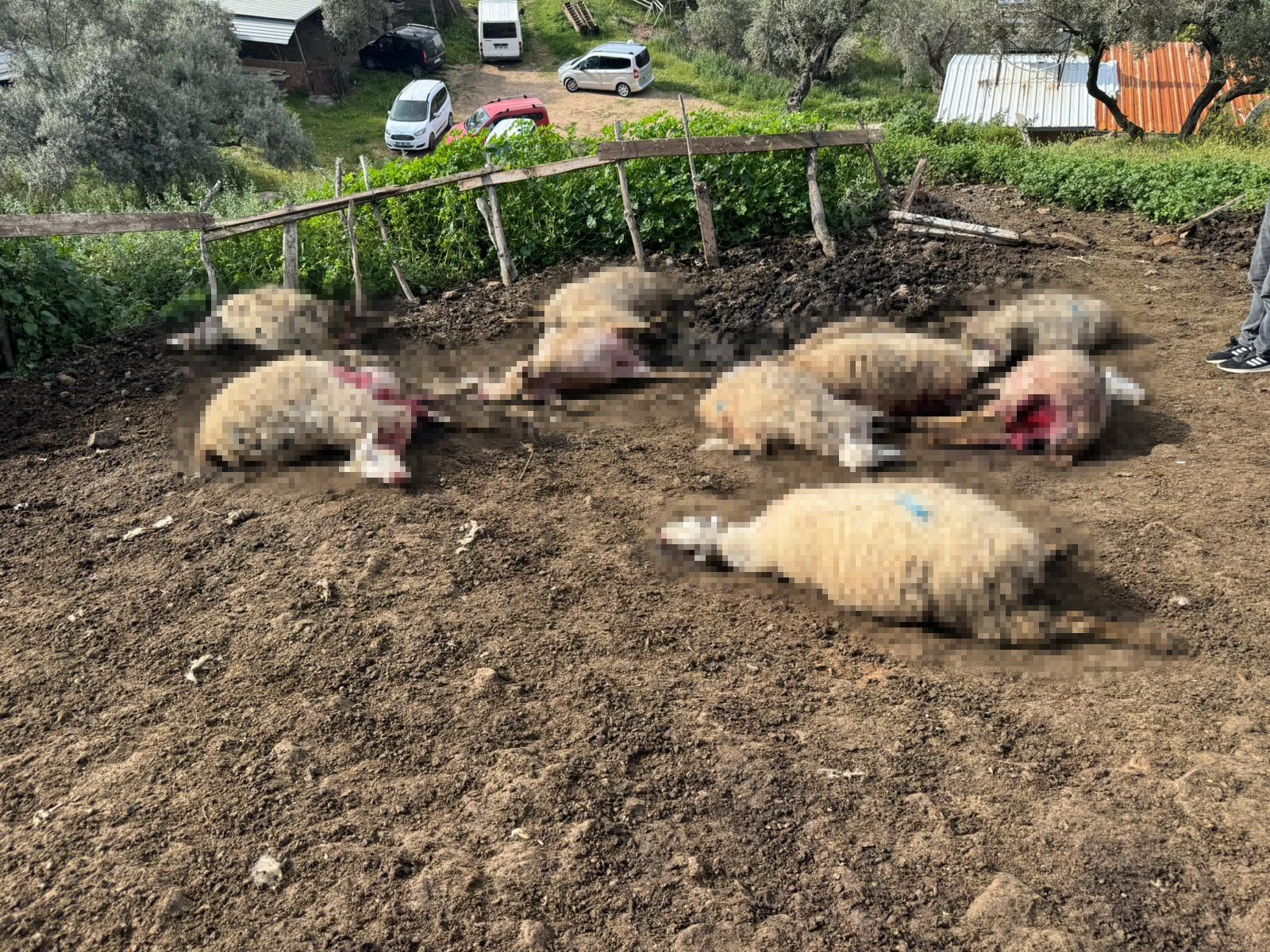 Aydın’da Kurtlar Mahalleye Indi, 20 Hayvan Telef Oldu (1)