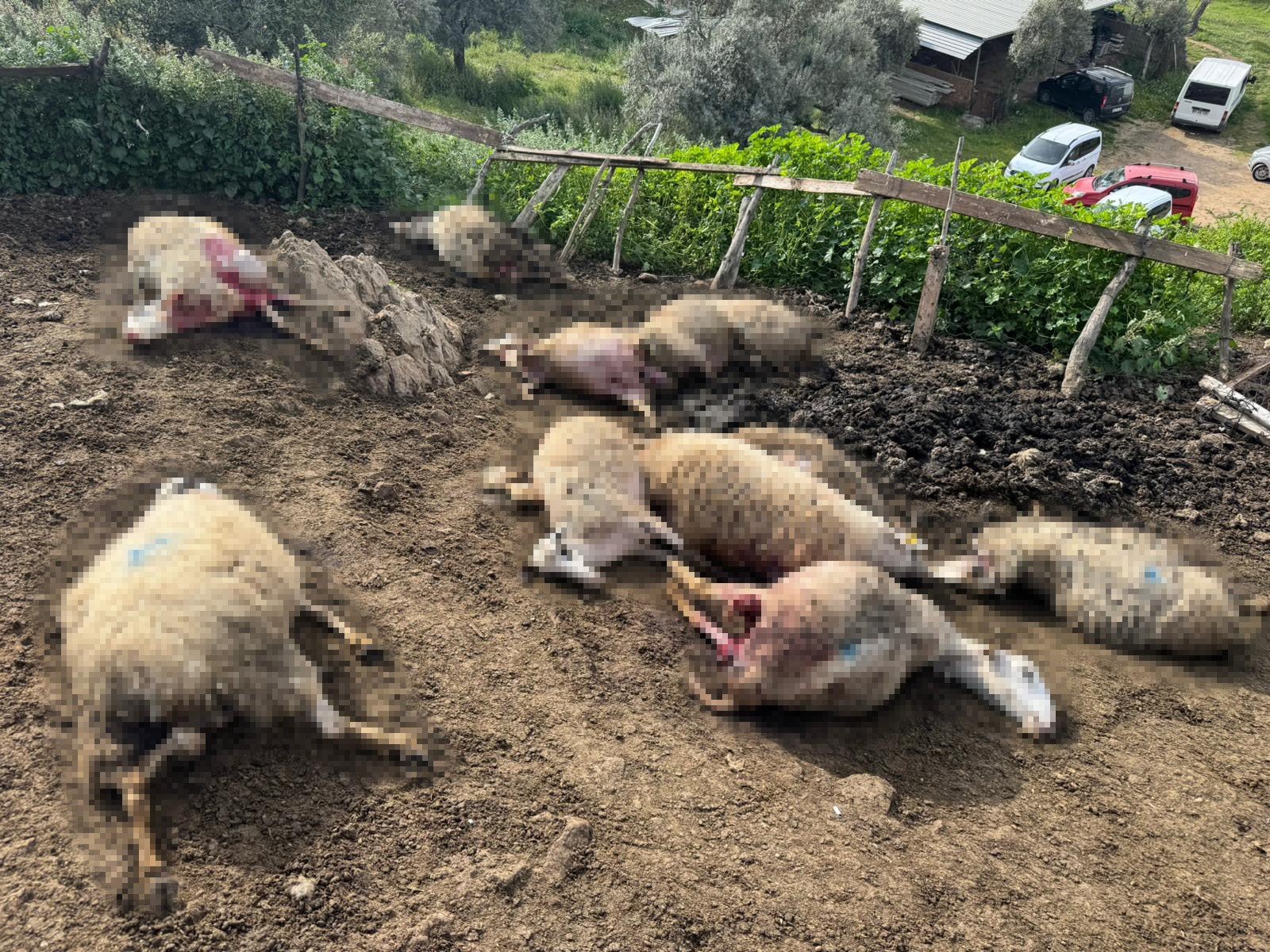 Aydın’da Kurtlar Mahalleye Indi, 20 Hayvan Telef Oldu (2)