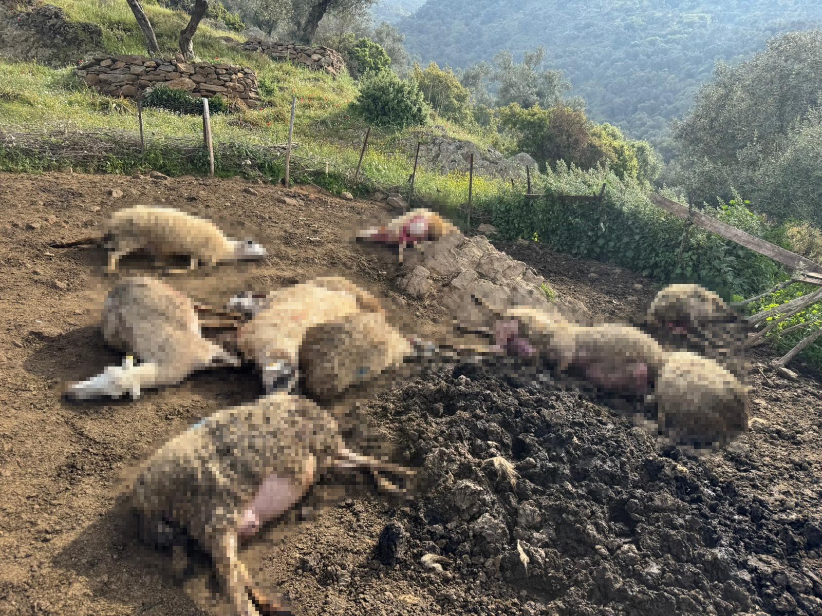 Aydın’da Kurtlar Mahalleye Indi, 20 Hayvan Telef Oldu (3)