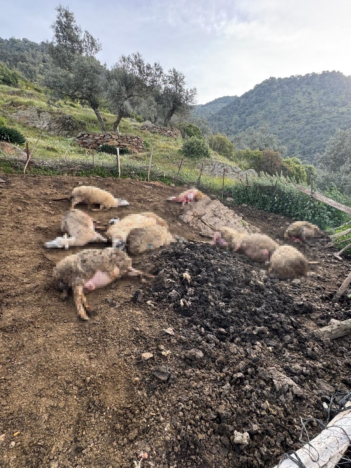 Aydın’da Kurtlar Mahalleye Indi, 20 Hayvan Telef Oldu (4)