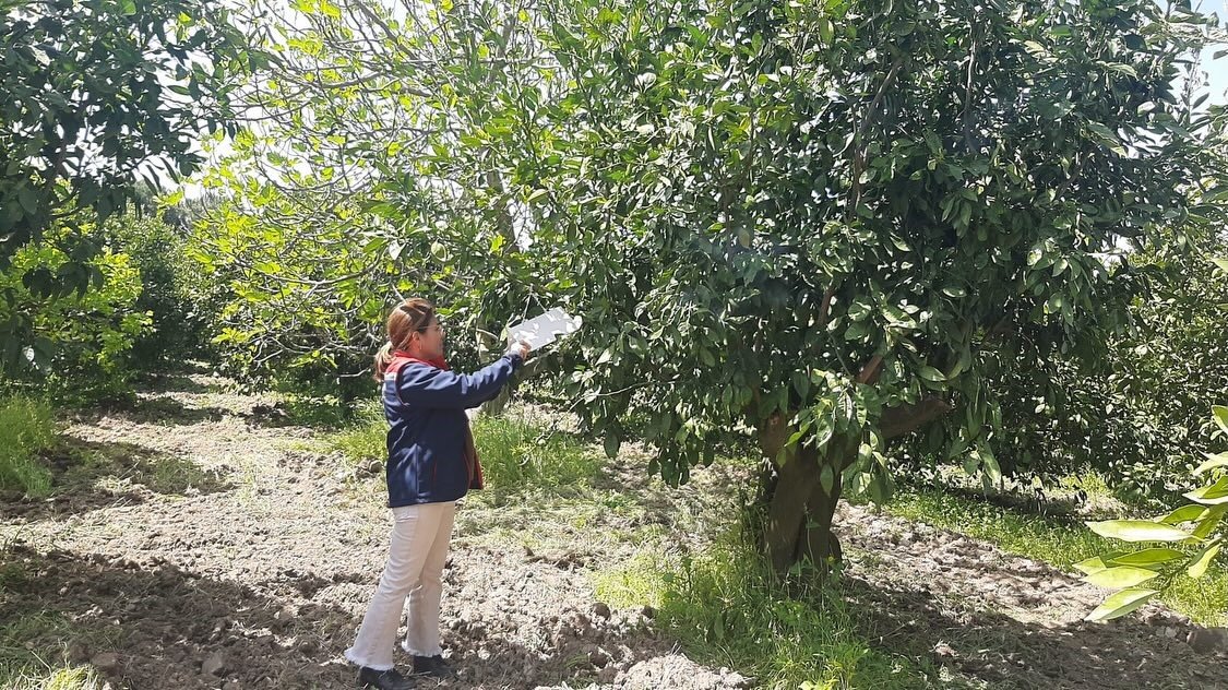 Aydın’da Tarım Arazilerinde Alarm (2)